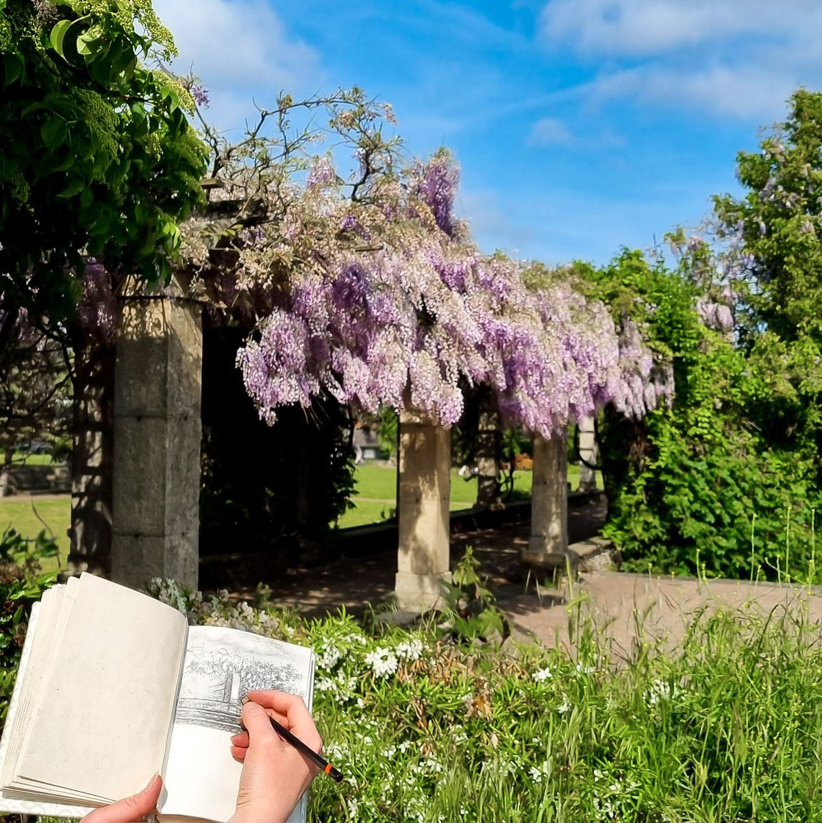 DRAWING & PAINTING: Botanical Art