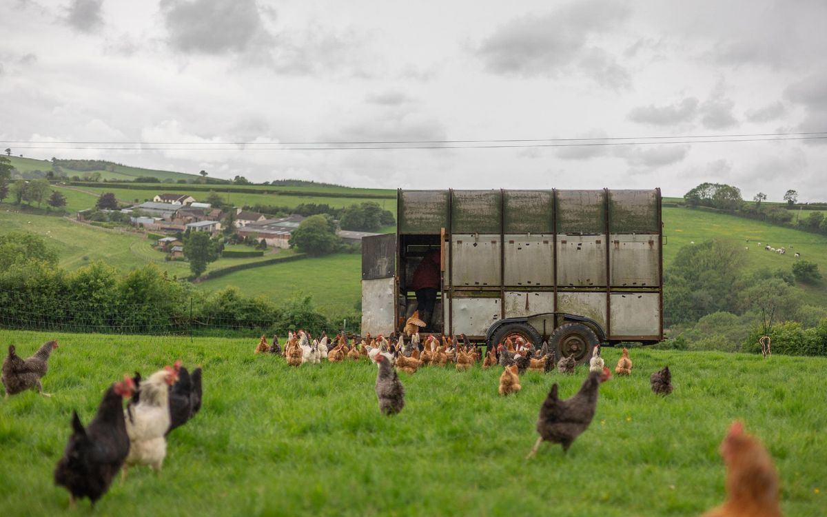 Pastured Poultry Course