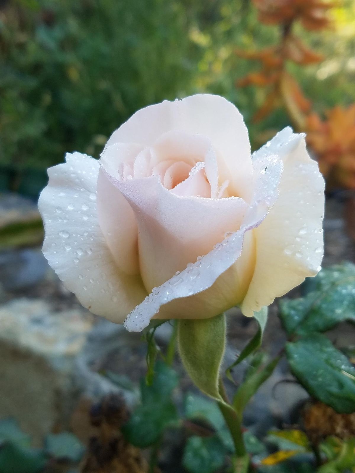 POWAY:  Spring Rose Care and Rose Planting with James