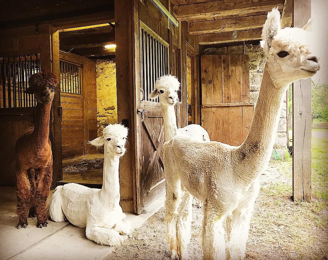 National Alpaca Farm Days 