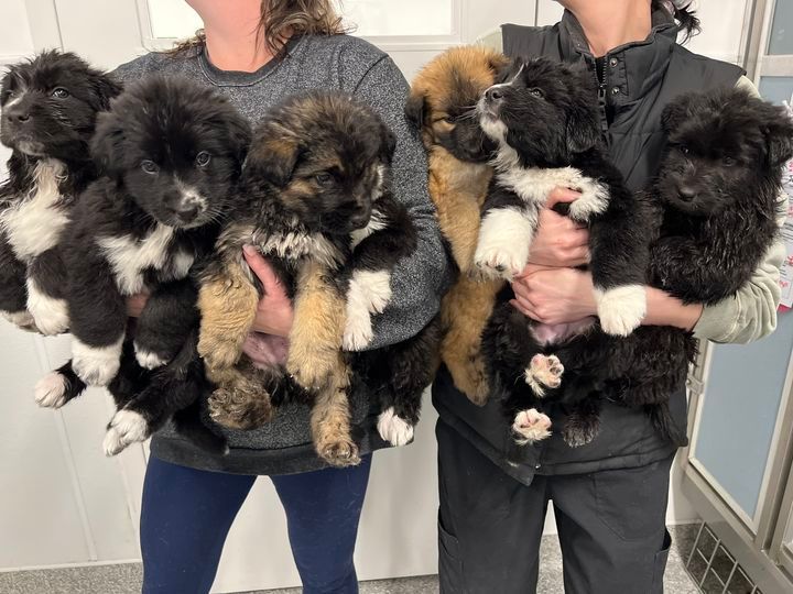 View Adoptable Dogs at Beacon Hill PetSmart, PetSmart (Calgary, AB