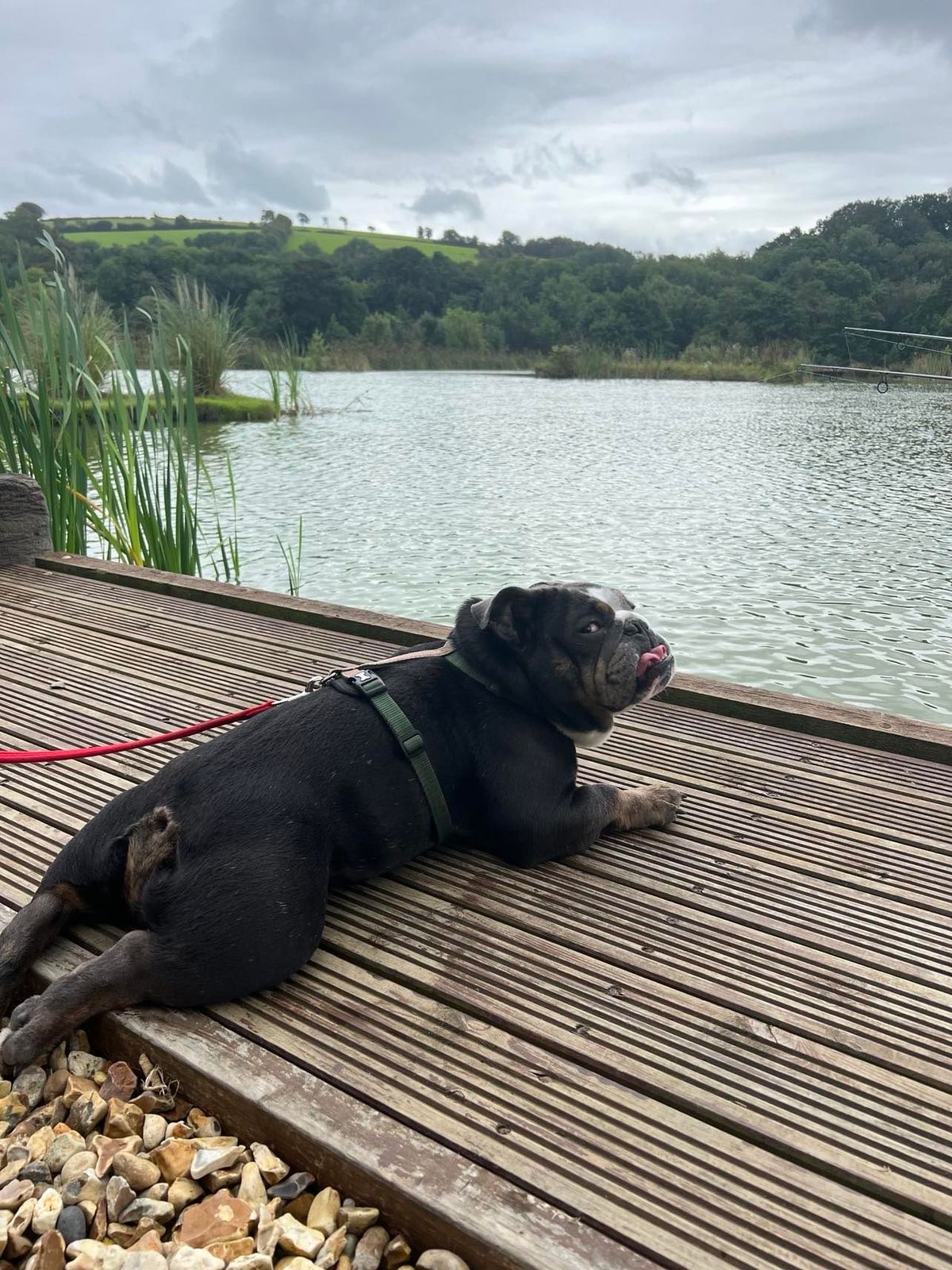 South West (Braunton) Bulldog Walk for GBSR UK