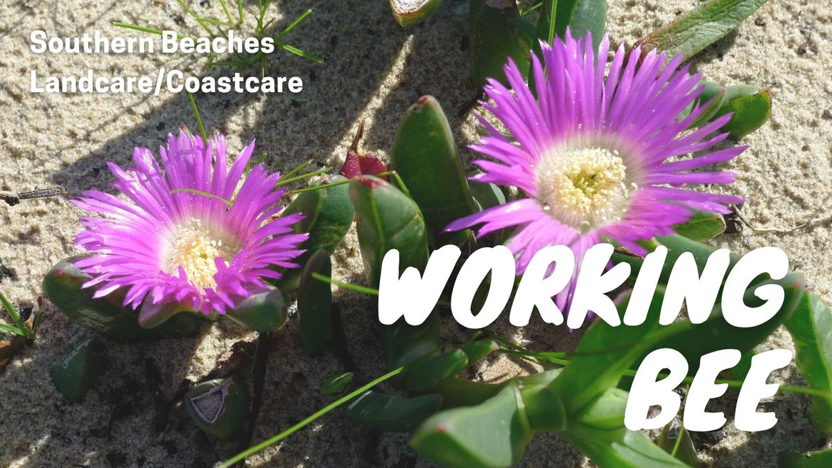 Southern Beaches Landcare Working Bee