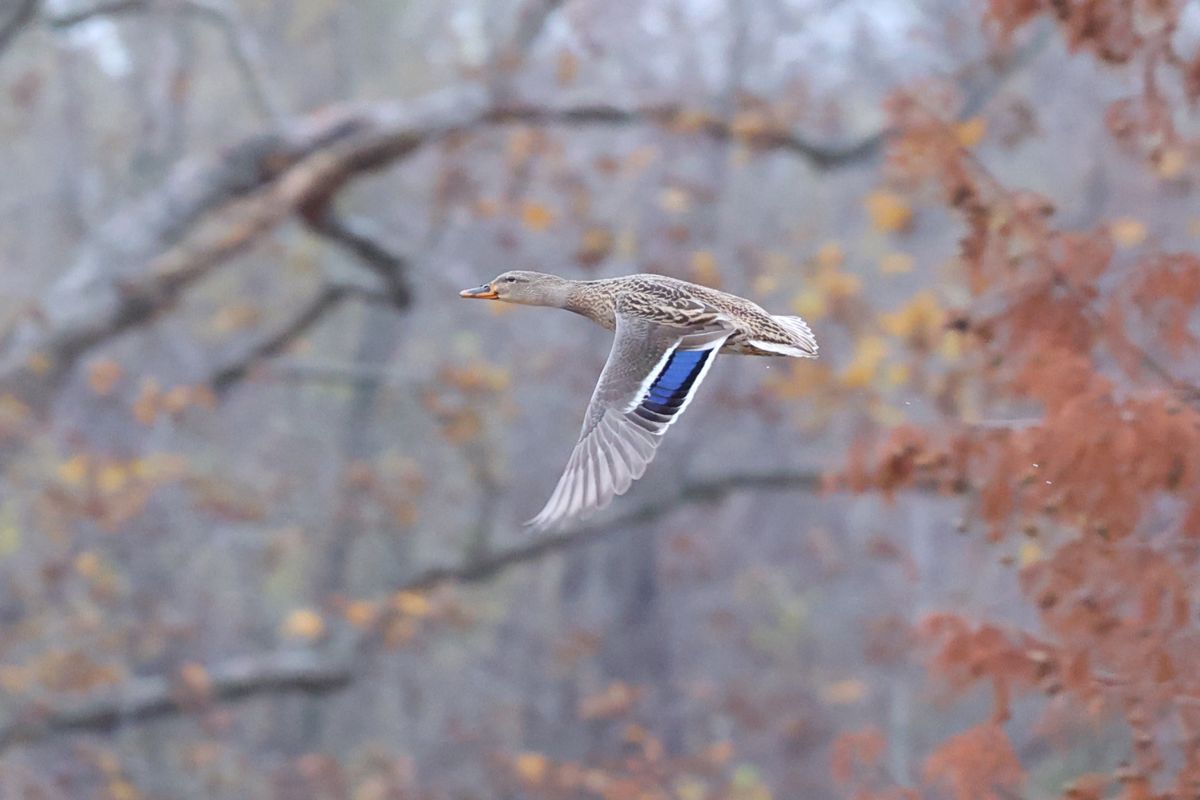 Birdwatching Hike