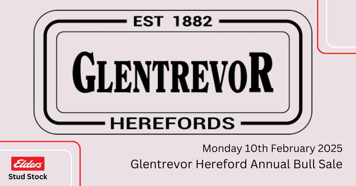 Glentrevor Herefords Bull Sale 