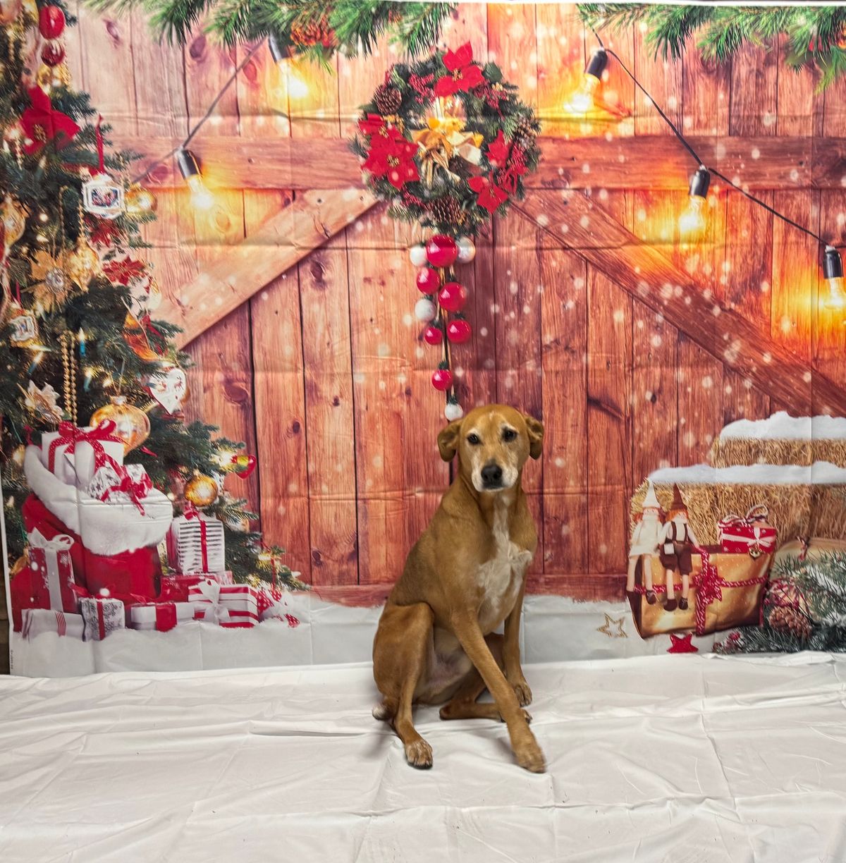 Christmas picture fundraiser for north stonington animal control