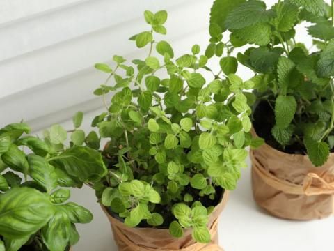 Learn & Go: Herbs