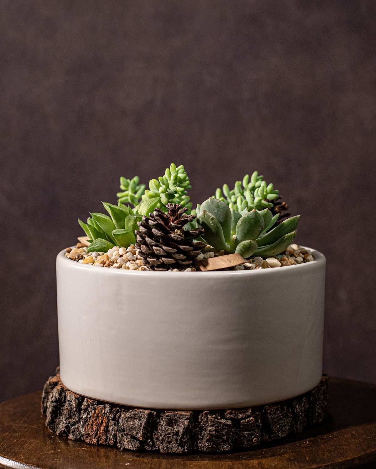 Winter Succulent Workshop