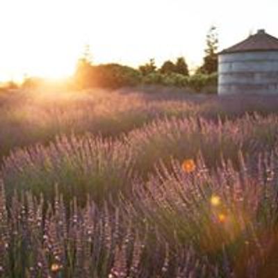 Pageo Lavender Farm