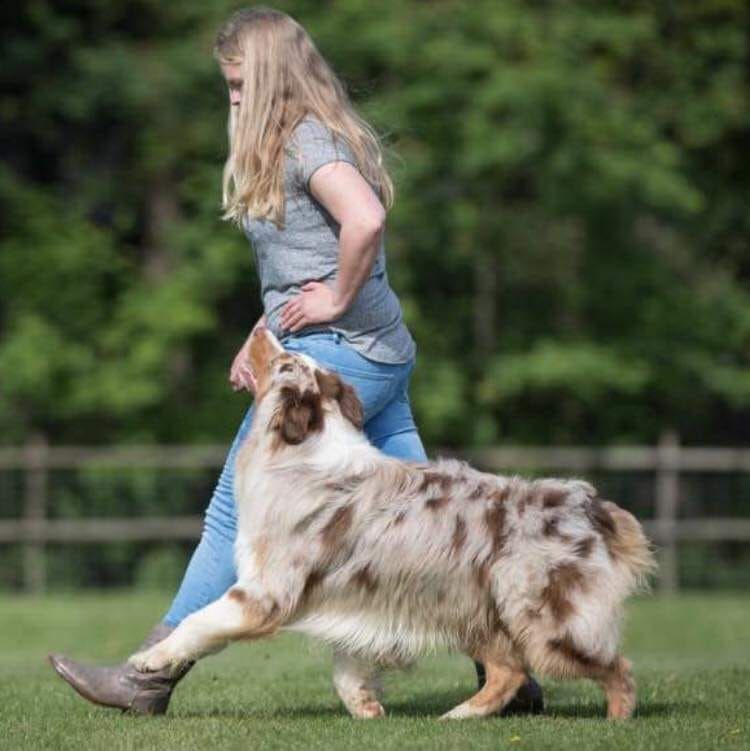 K.V. Rijnland DogDance Competition