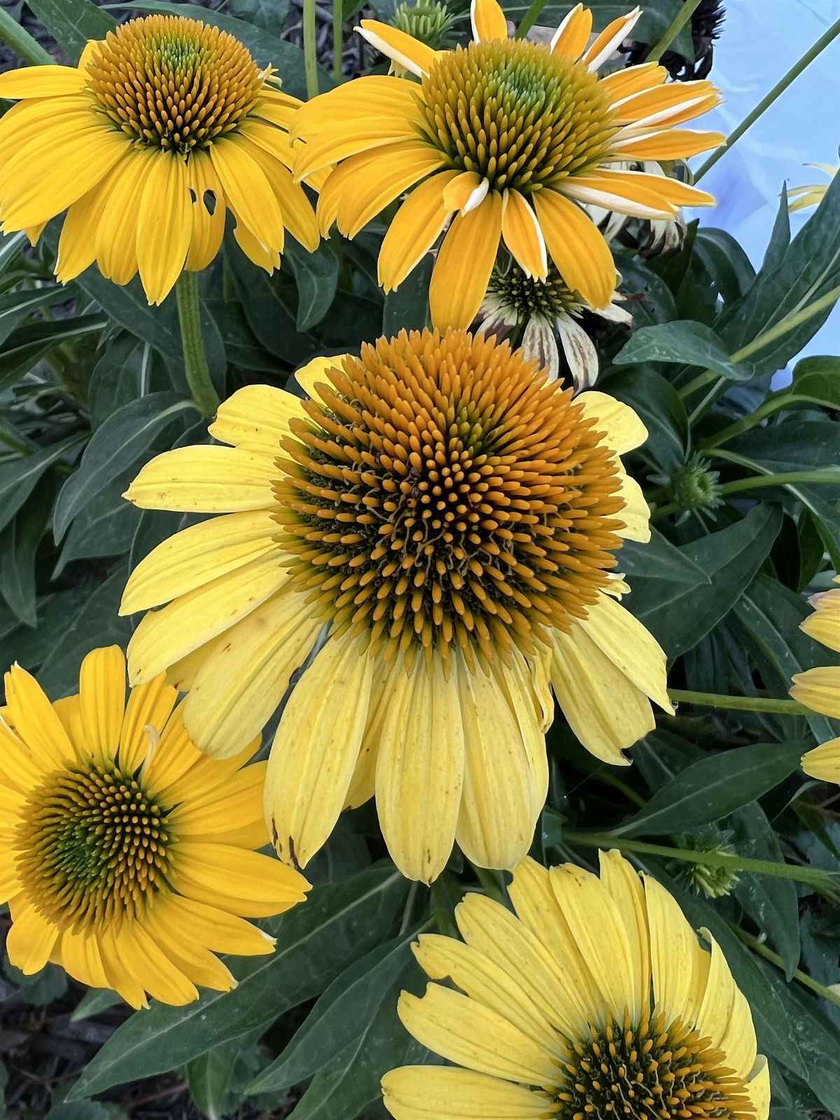 Make your own Herbal Salves