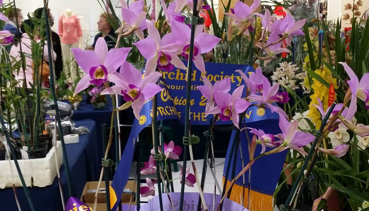 Bayside Orchid Society Summer show