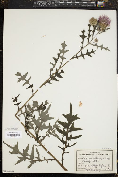 Explore the Staten Island Museum's Herbarium