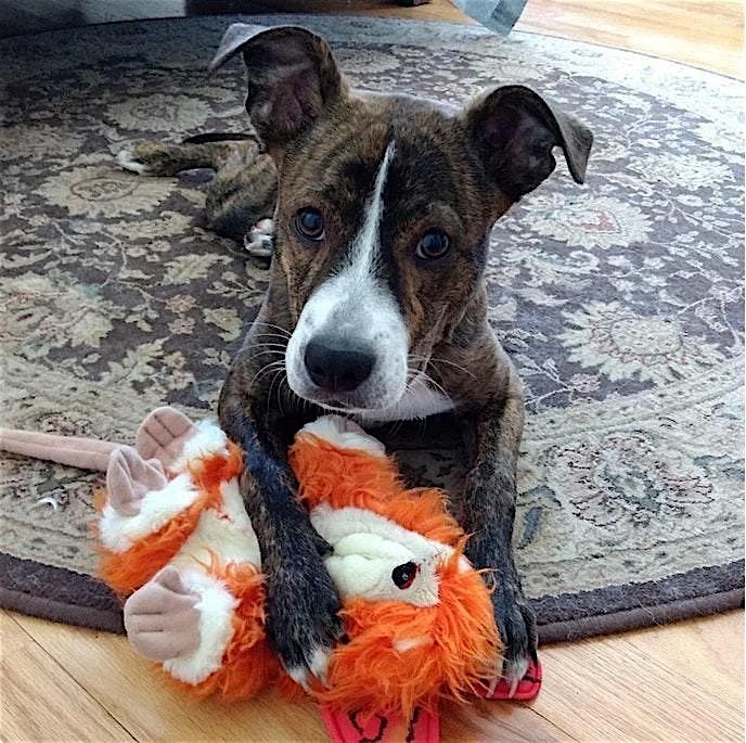 The 3rd annual Stitching & Stuffies Project