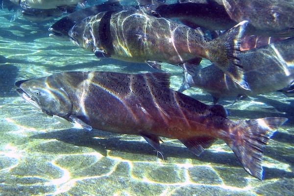 Salish Sea Science Roundtable: Genomics and Climate Change