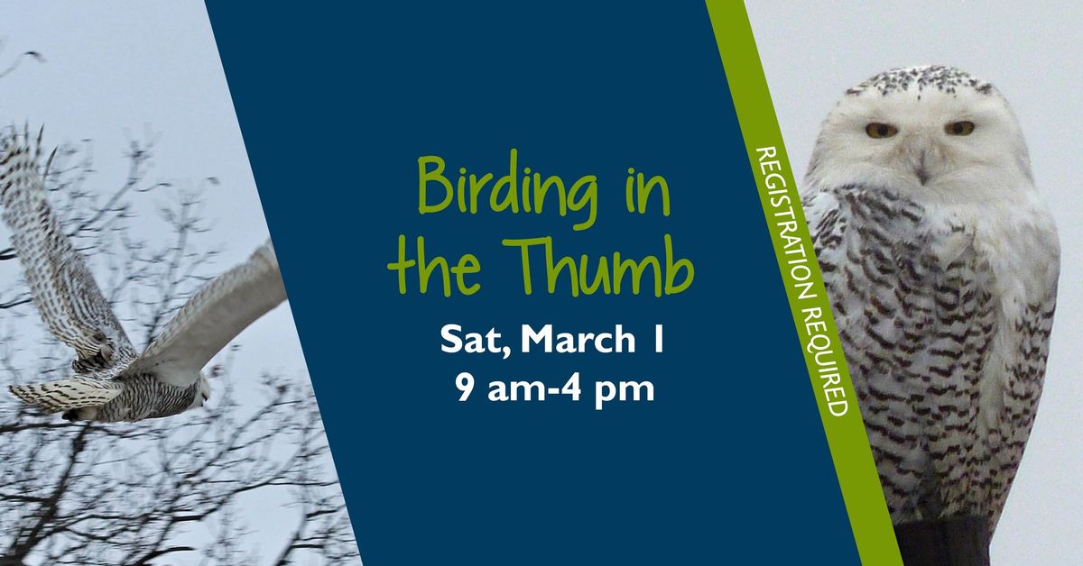 Birding in the Thumb