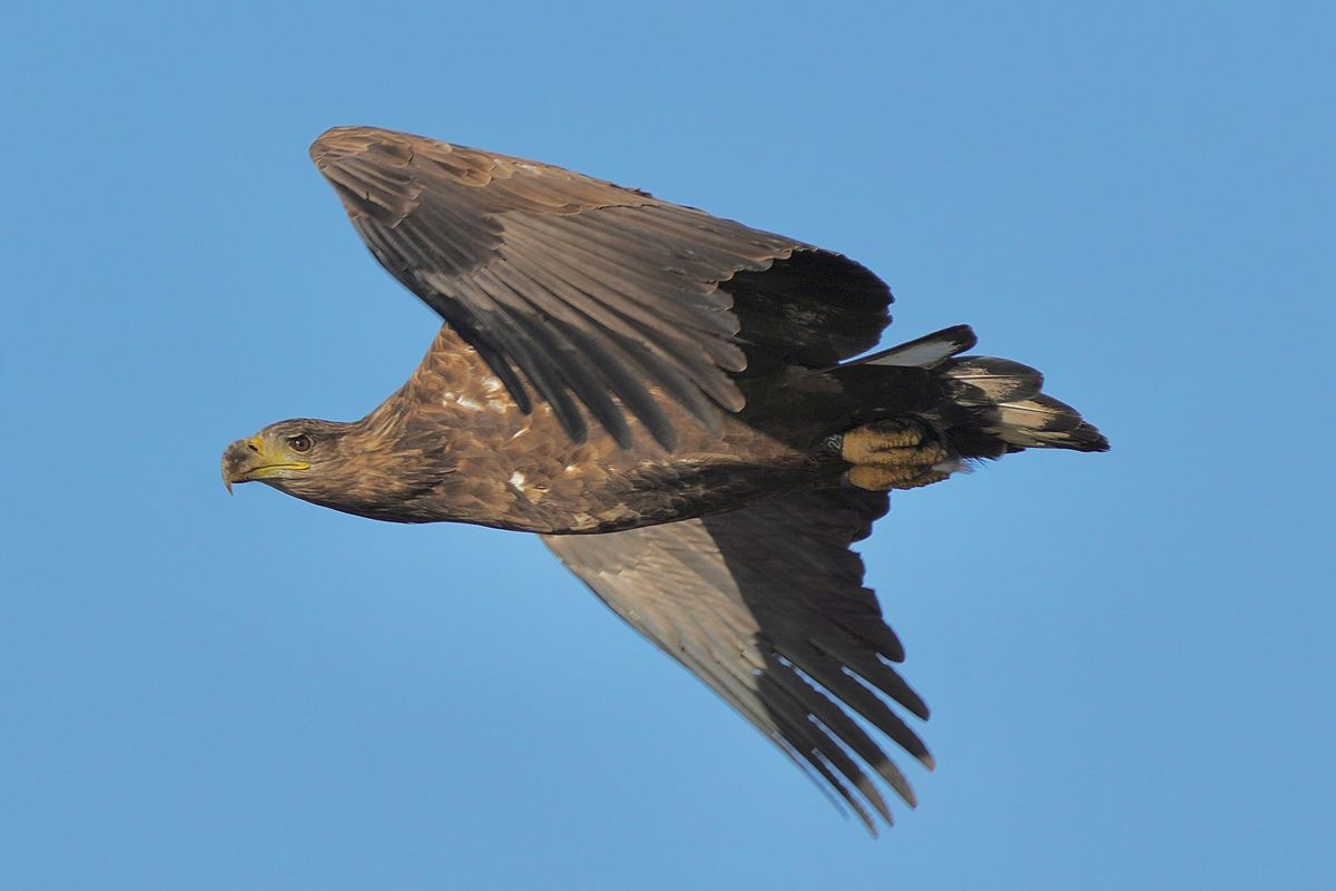 Exmoor White-tailed Eagle Event