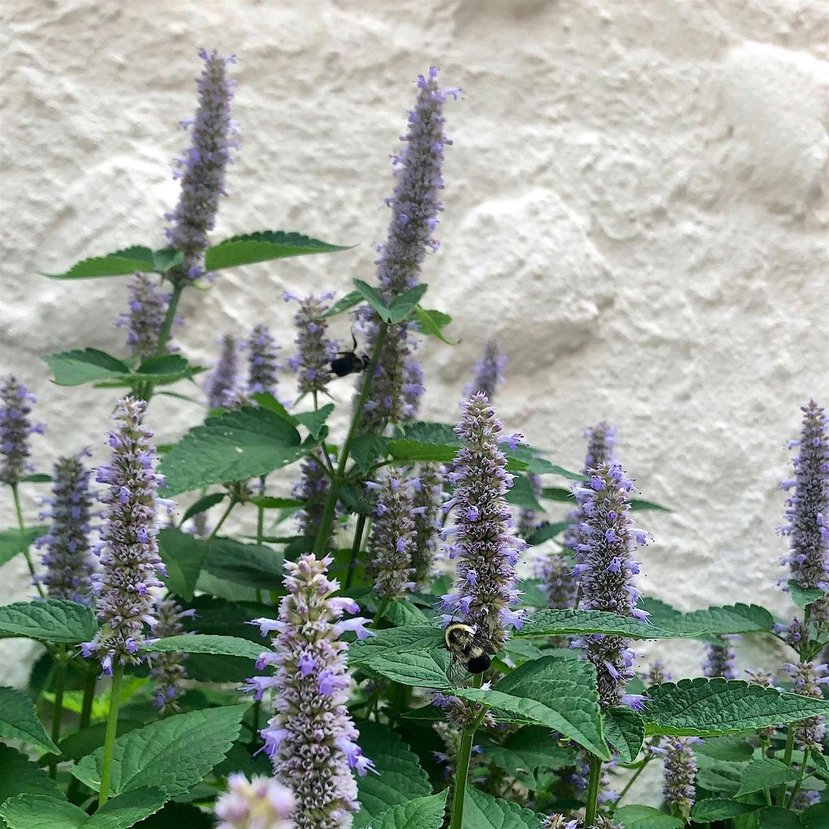 Create a Pollinator Habitat in Your School Garden (In-Person Workshop)