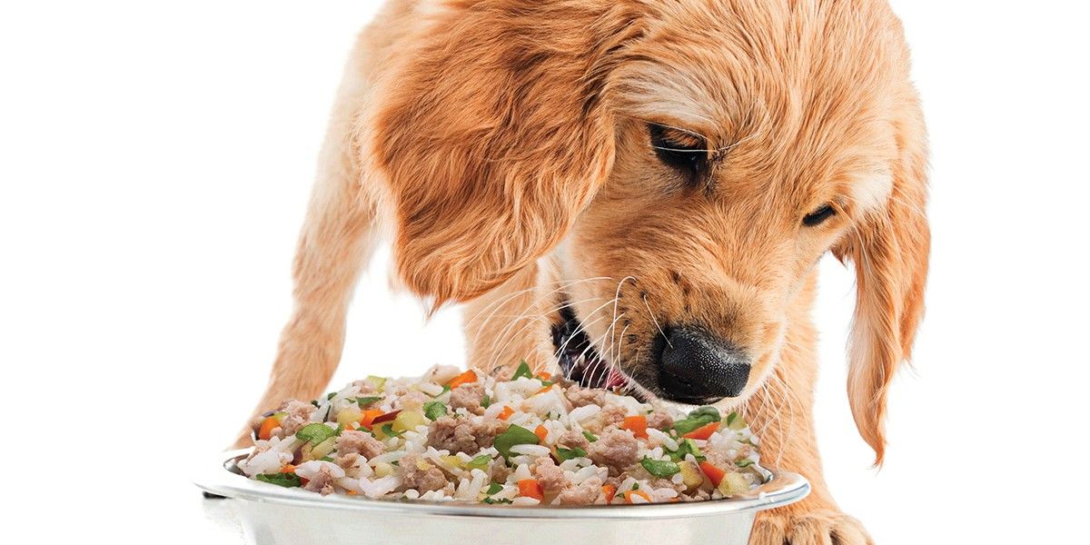 Foundation Friday: Protein Bowls! $7