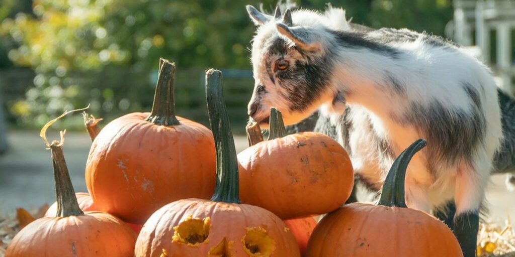 Pumpkin painting party with baby goats and baby piglets!