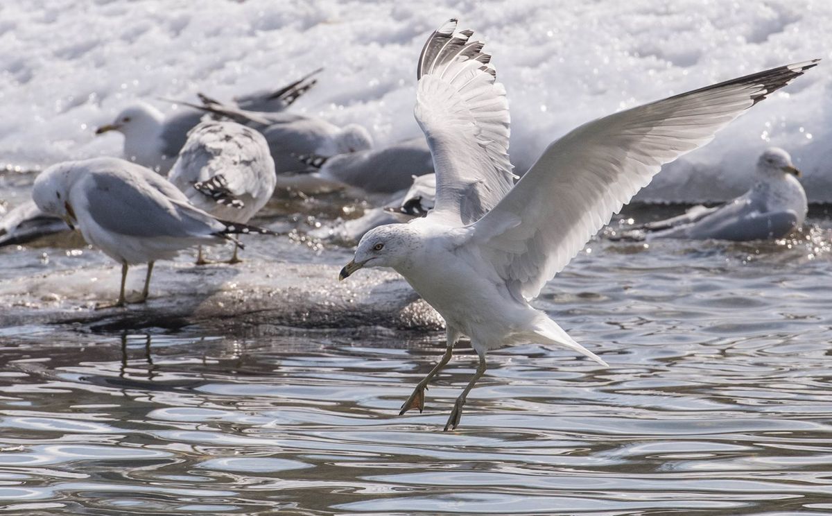 Winter Birds for Beginners