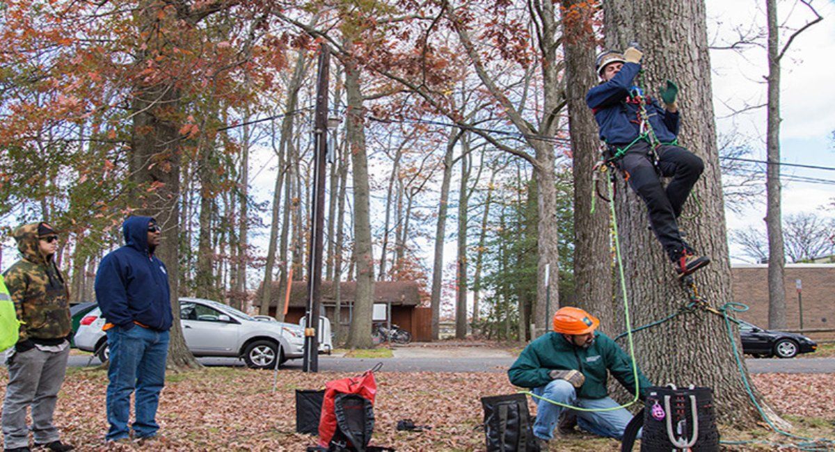 Large Tree Climbing and Rigging (In-Person Training)