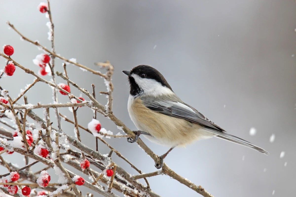 The Great Backyard Bird Count