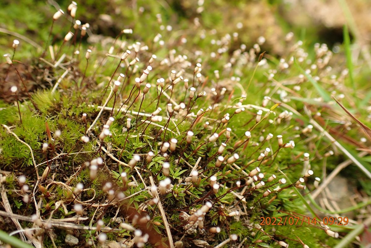 INTRODUCTION TO BRYOPHYTES (MOSSES AND LIVERWORTS)