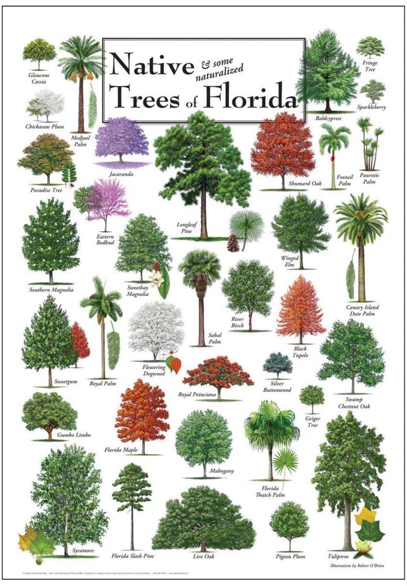 Florida Tree Identification Adventure