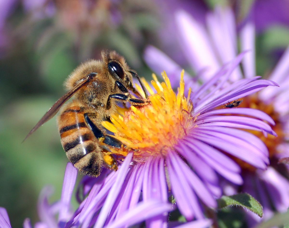 Civic Matters: Bee Keeping