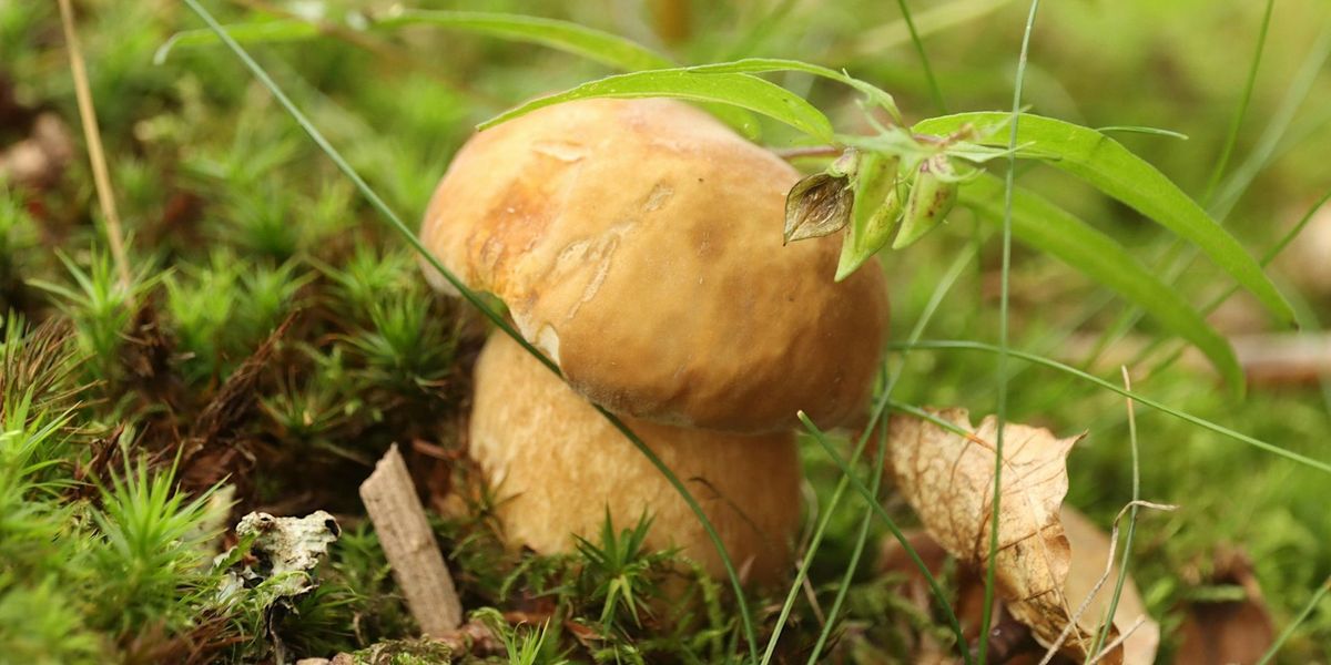 Wild Gin and Mushroom Forage at Hamsterley!