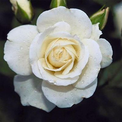 The Lansing\/East Lansing (MI) Links, Incorporated