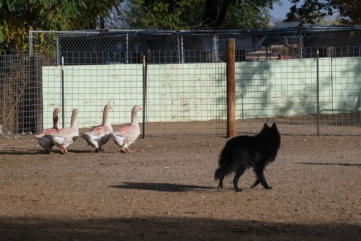 AKC \/ BSCA Herding Trials April 4, 6-7, 2025 Entries close 3\/19\/25