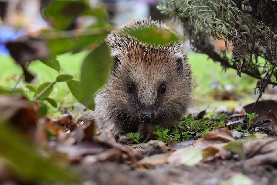 Great Baddow Hedgehogs Meeting