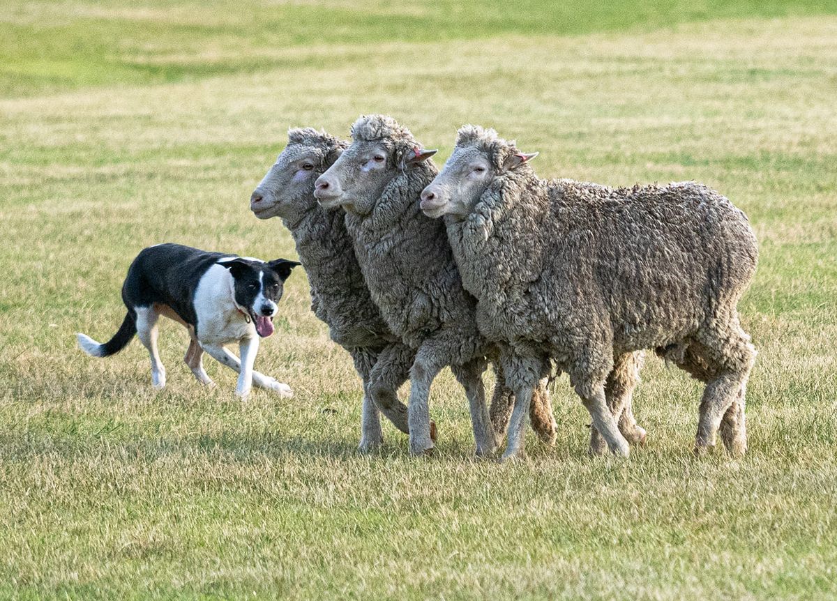 2025 Australian Sheepdog Championship