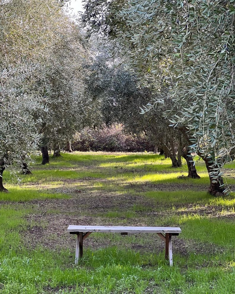 Olive Trees Art Workshop