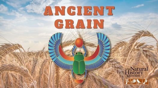 Ancient Grain: Wheat Grinding Activity