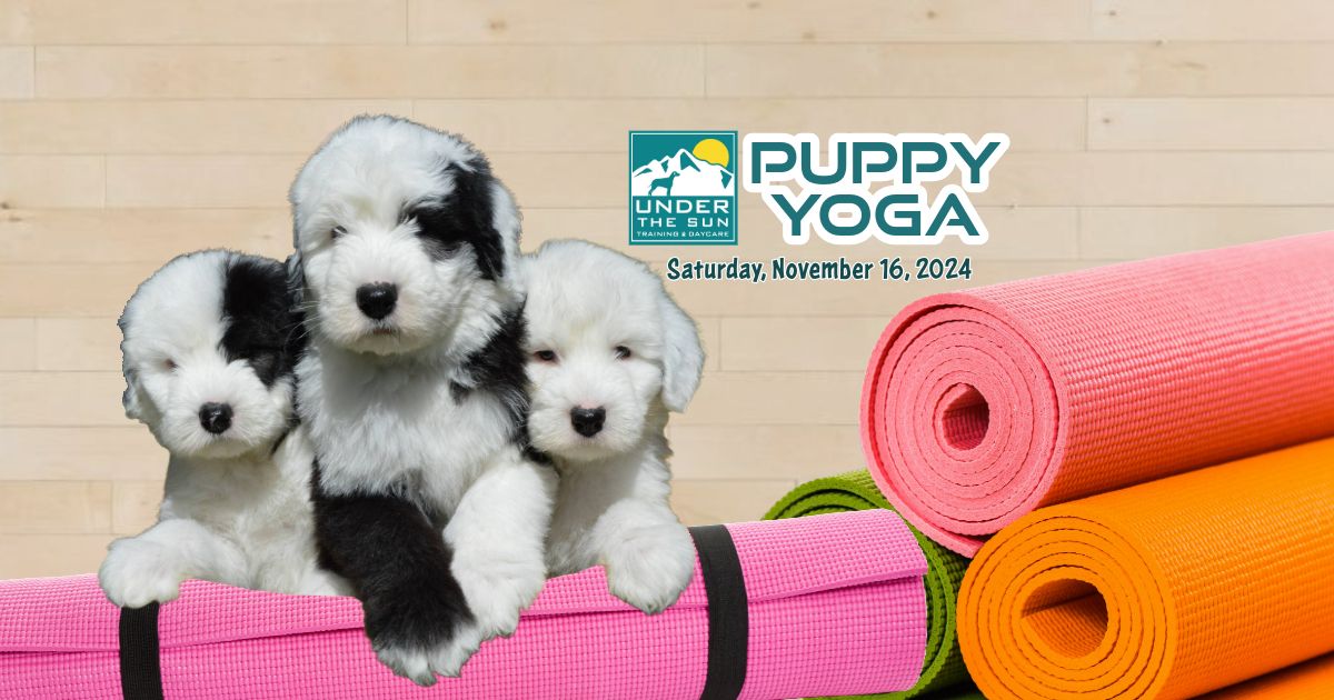 Puppy Yoga