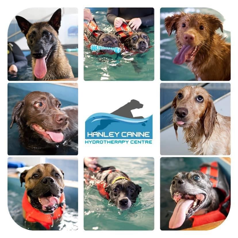 Canine Swimathon