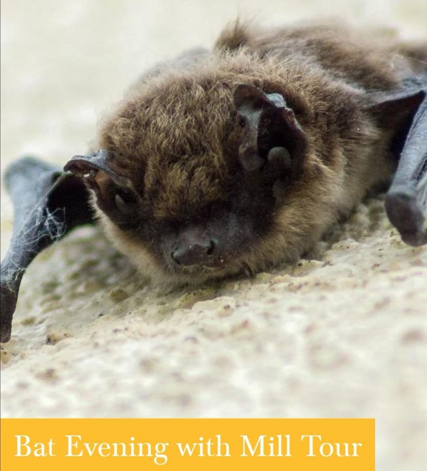 Bat Evening with Mill Tour