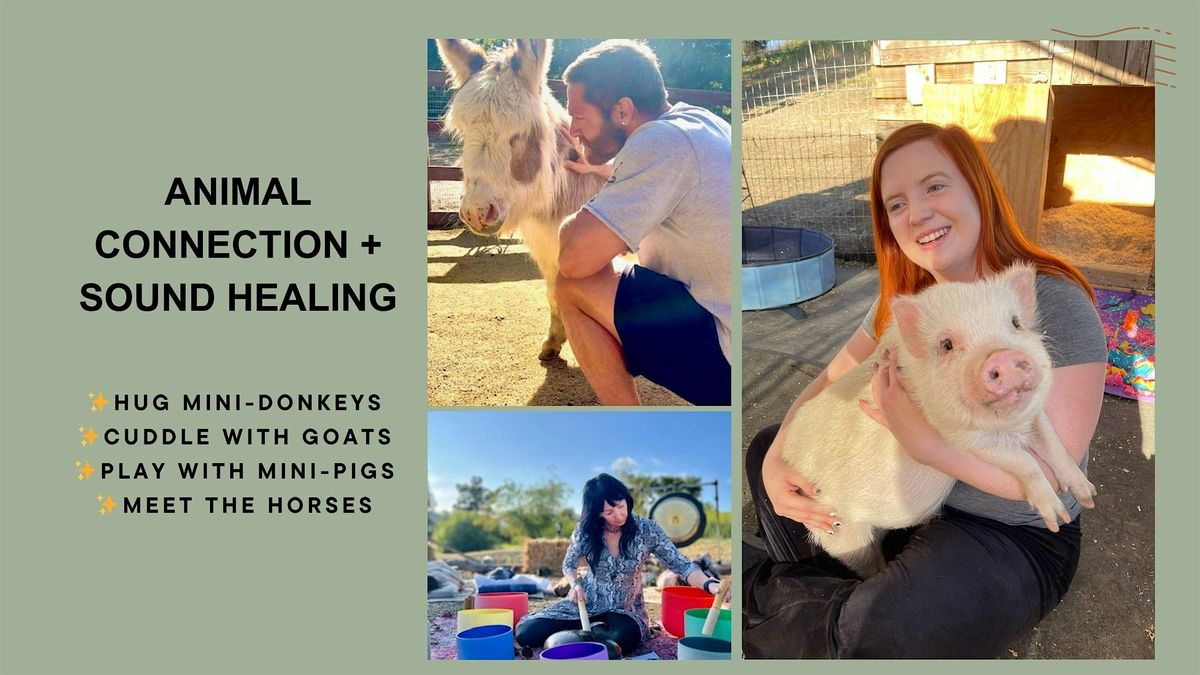 MEDITATING WITH ANIMALS : MEET MINI PIGS, GOATS, DONKEYS  + SOUND HEALING