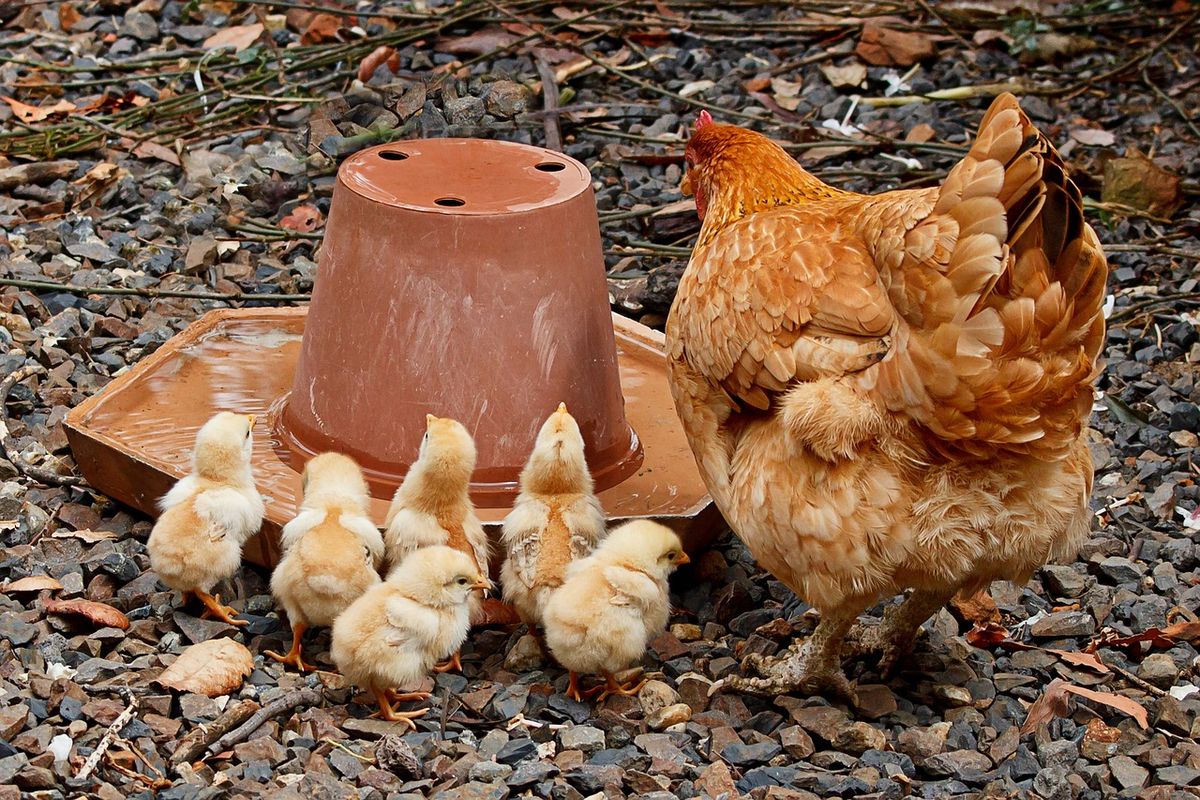 Backyard Chickens 101: Scoop on the Coop