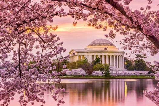 Cherry Blossom Festival Events Washington D C 20 March 2022 Cherry Blossom Festival 2022 Parade