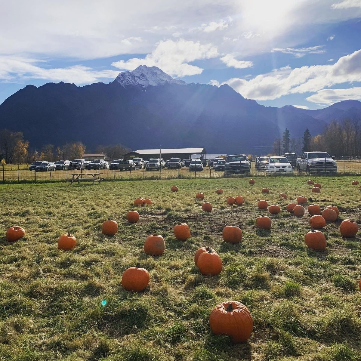 2024 Fall Family Fun at the Reindeer Farm!