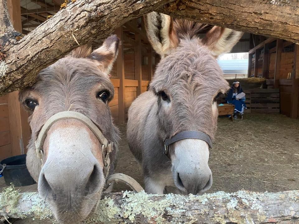 Bethlehem at the Farm!