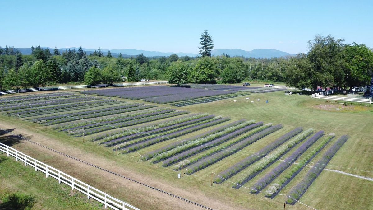 2025 Lavender Season Opening Celebration