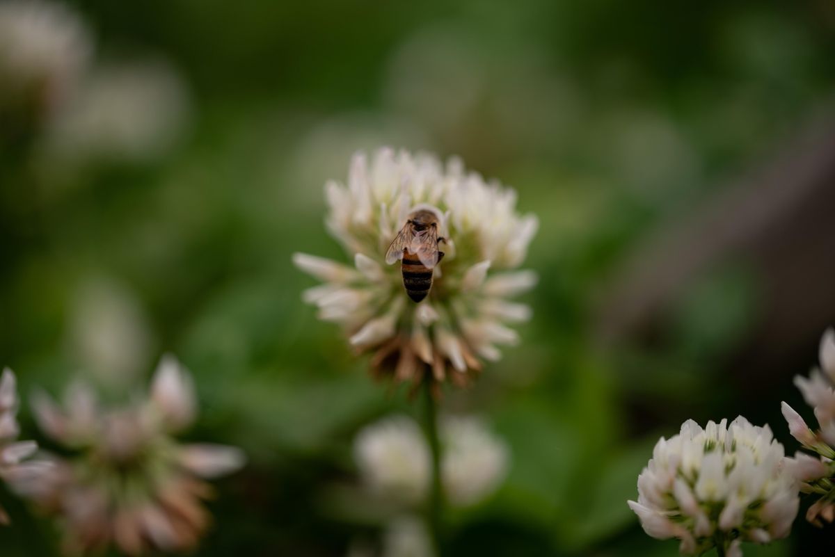 The Bethel Park Historical Society Series - Adults: Native Bees of PA