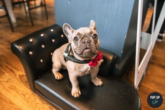 Frenchie Pop Up Cafe - Manchester