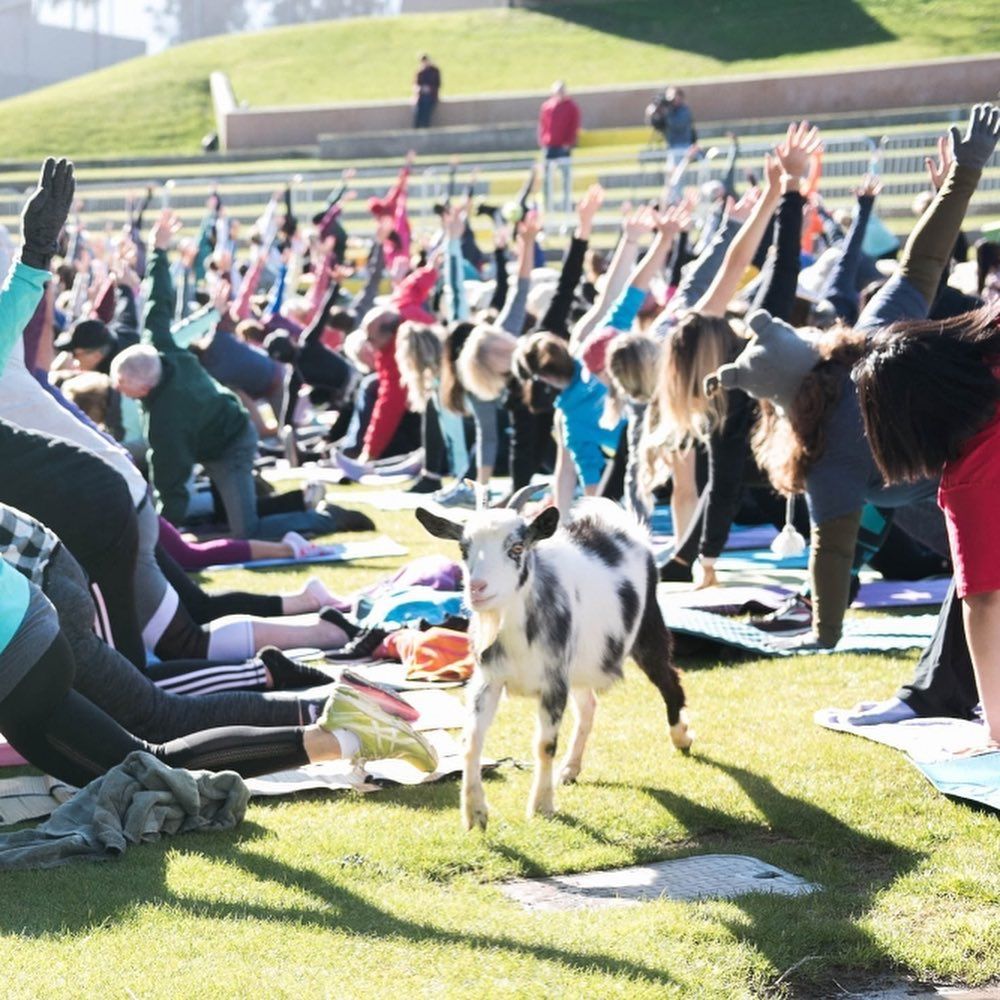 Guiness World Record- LARGEST GOAT YOGA CLASS 11am  2\/17