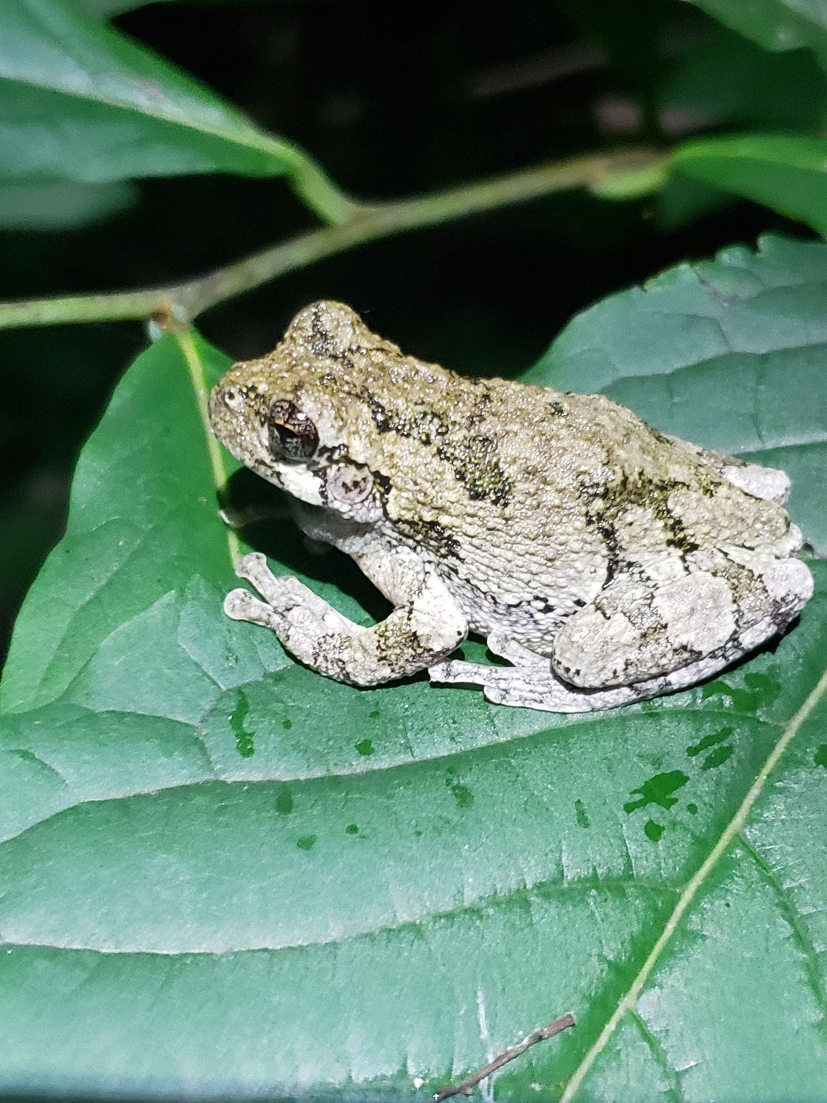 Amphibian and Reptile Monitoring 2025 Season Kickoff